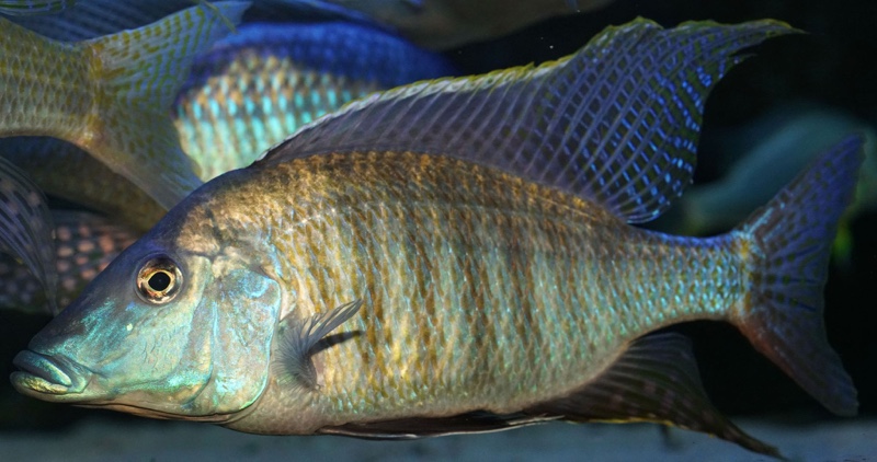 Taeniolethrinops praeorbitalis